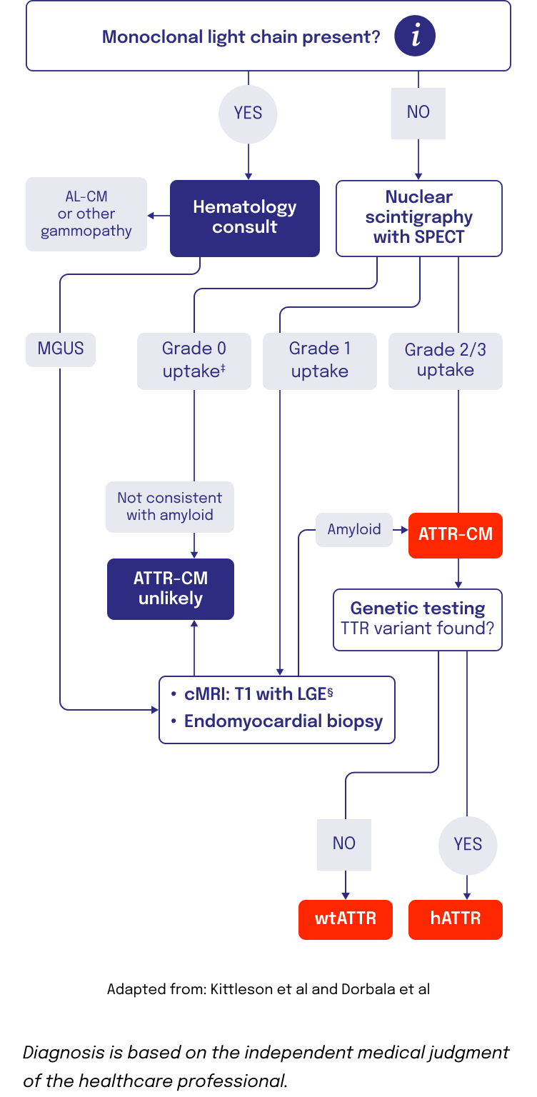 A chart showing a diagnostic algorithm for ATTR amyloidosis